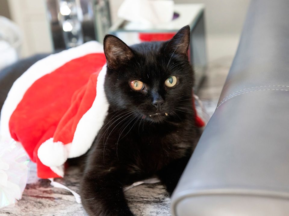 Billy, who is thought to be eight years old, as a lottery-winning couple are striving to please the "lucky" stray cat who moved into their home six months before they scooped £1 million. Photo: National Lottery/PA Wire