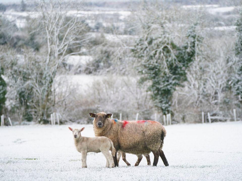 A sheep stands with lambs in a snow dusted field in Ardenteggle, Co Laois. Photo: PA