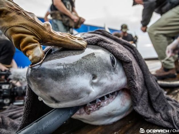 Ireland viewed as ‘likely location’ for great white shark invasion, academic says