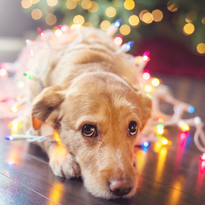 Cute young pup tangled in Christmas lights looking at the camera with puppy eyes.