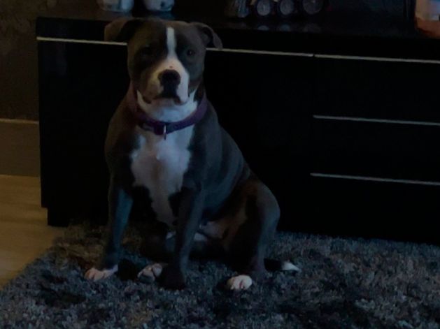 Roxie the dog: PSNI appeal after pet snatched from woman