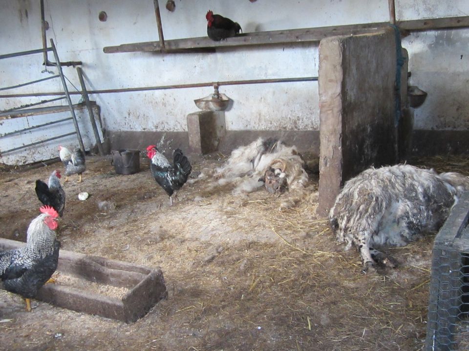 Donegal farmer banned from keeping animals for ten years after being found guilty of repeated animal cruelty