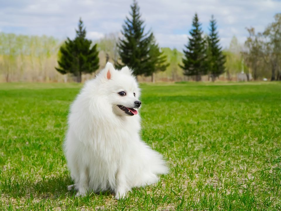 Japanese Spitz. Library image