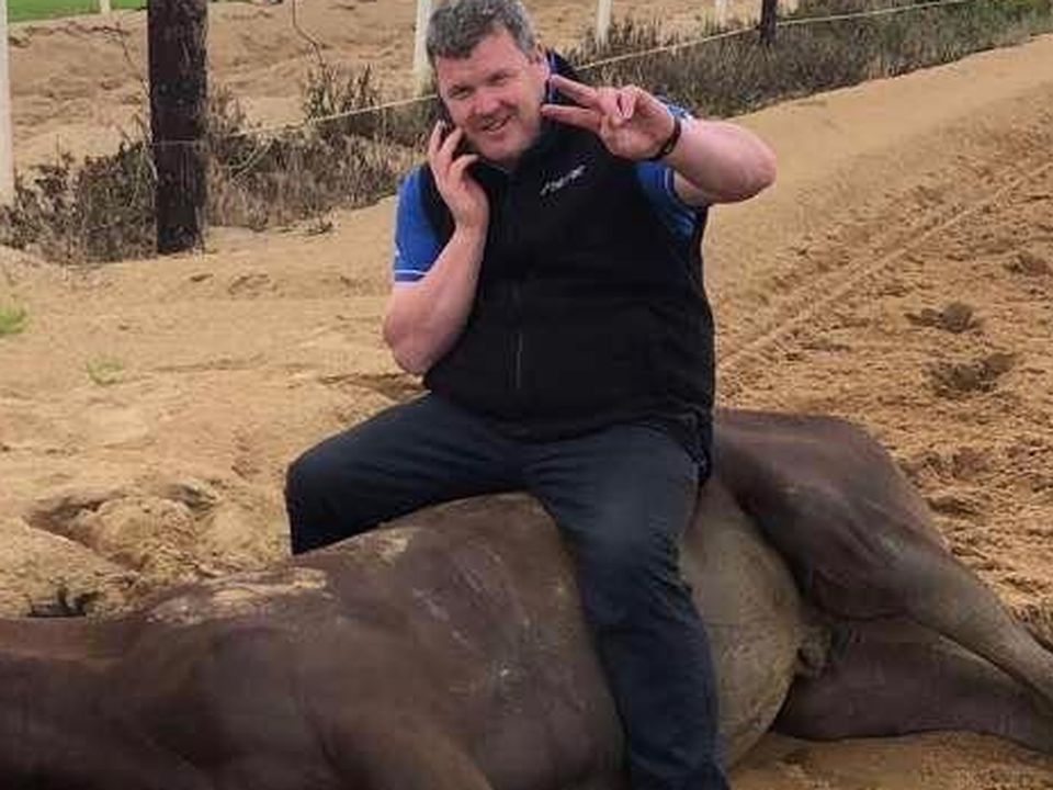 The image of trainer Gordon Elliott sitting on a dead horse while on the phone