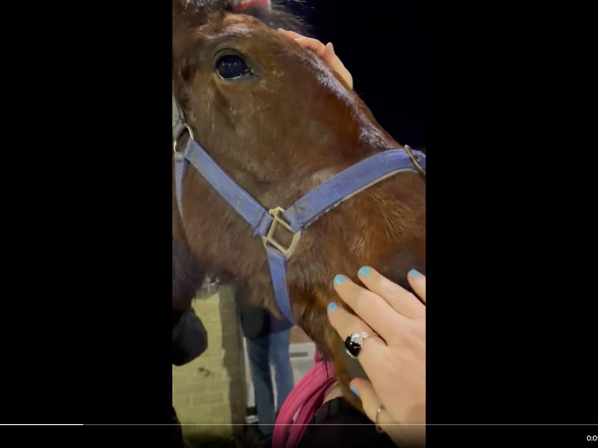 Distressing Video Shows Fatal Injuries Horse Suffered After Running 