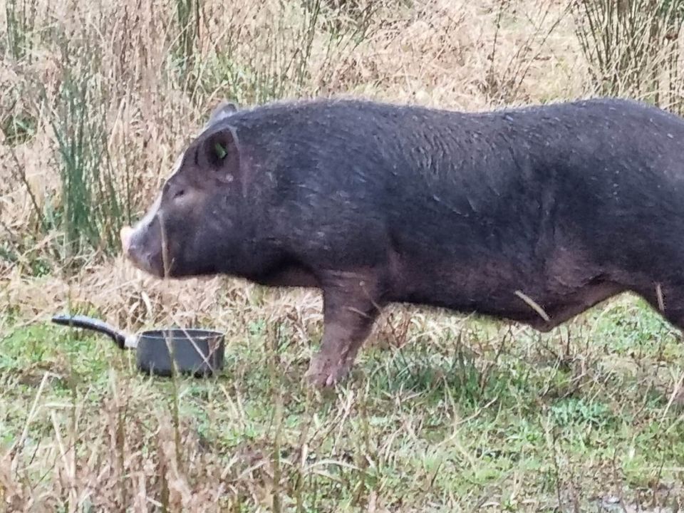The Vietnamese Pot-bellied pig who was found wandering the roads in Donegal
