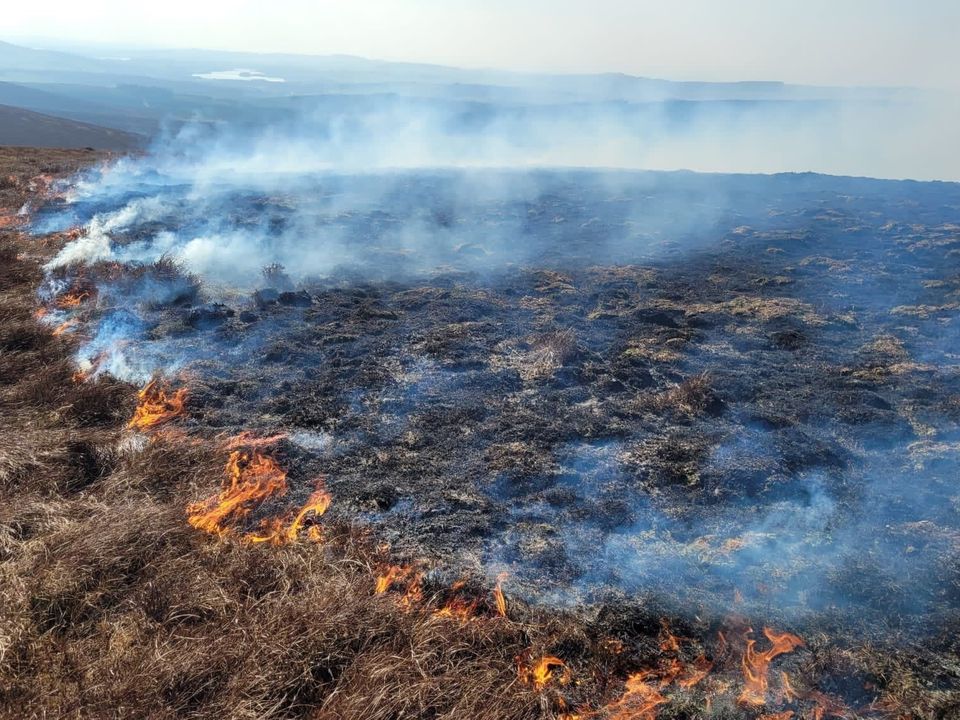 Last week 300 hectares in Wicklow Mountains Park was destroyed by an illegally started wildfire.