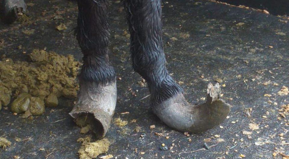 One of the two donkeys found with hooves in horrific state.