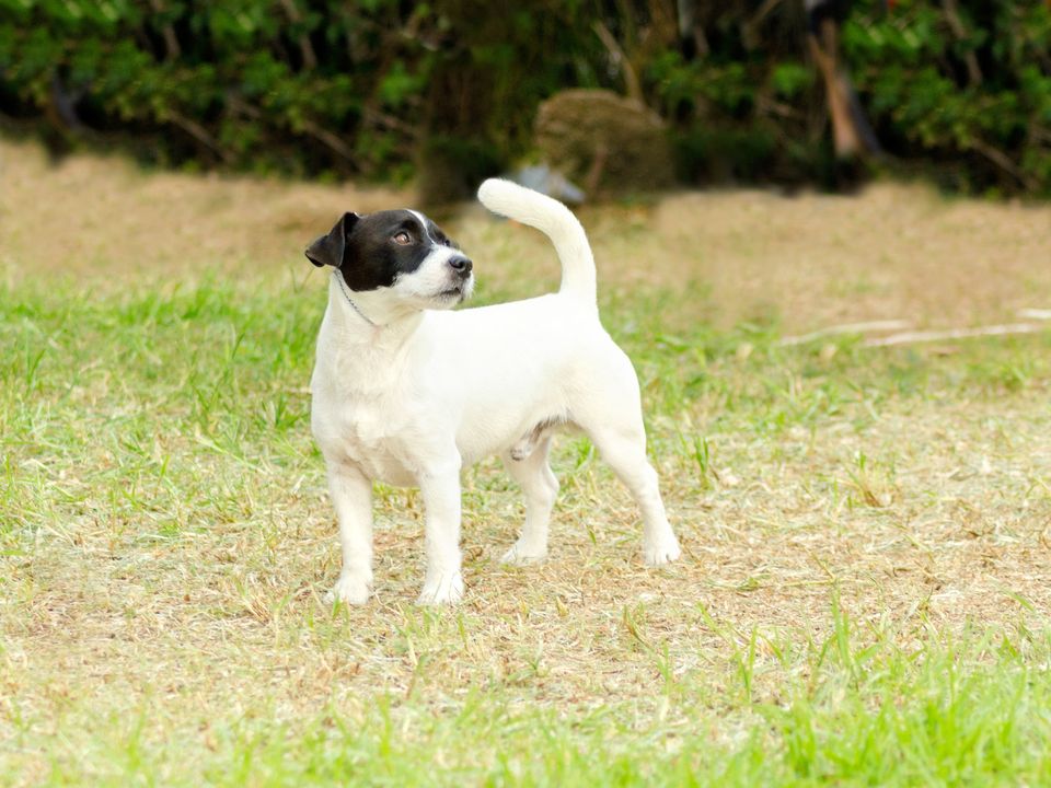 Stock image of a Jack Russell terrier