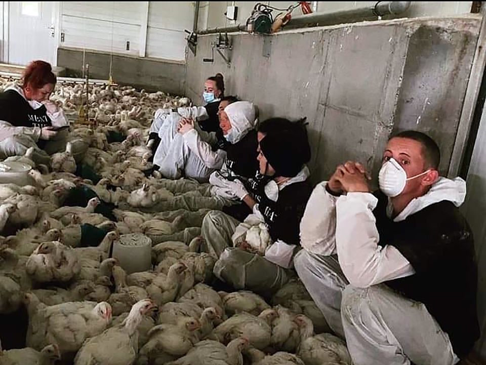 Animal rights activists which includes Tuesday Gotti(on left) pictured at a chicken farm raid.
Gotti and her colleagues marched on a chicken farm to highlight the condition in which the chicken are kept.
