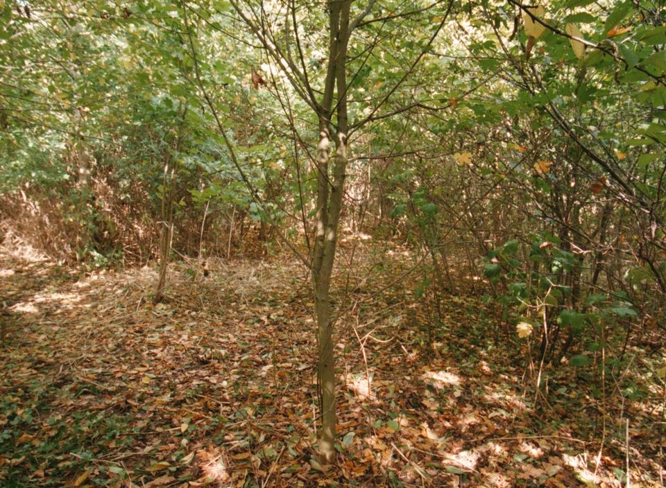 The copse in Peterborough where the body of six-year-old Rikki Neave was found in November 1994 (Alan Water/PA)