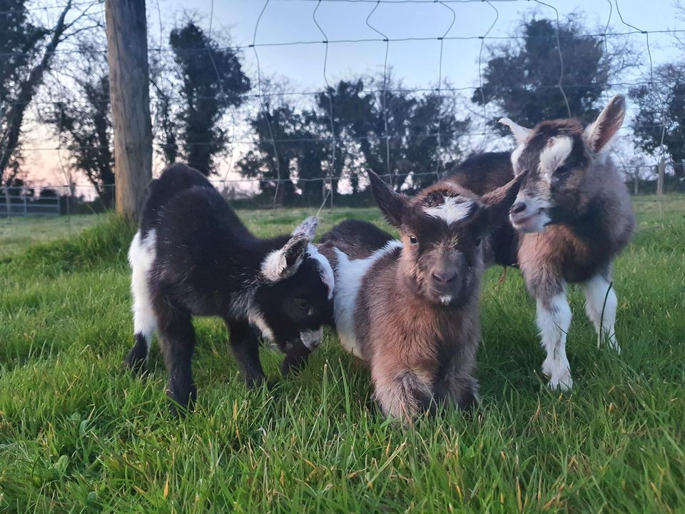 The three newborn pygmy goats which have been stolen