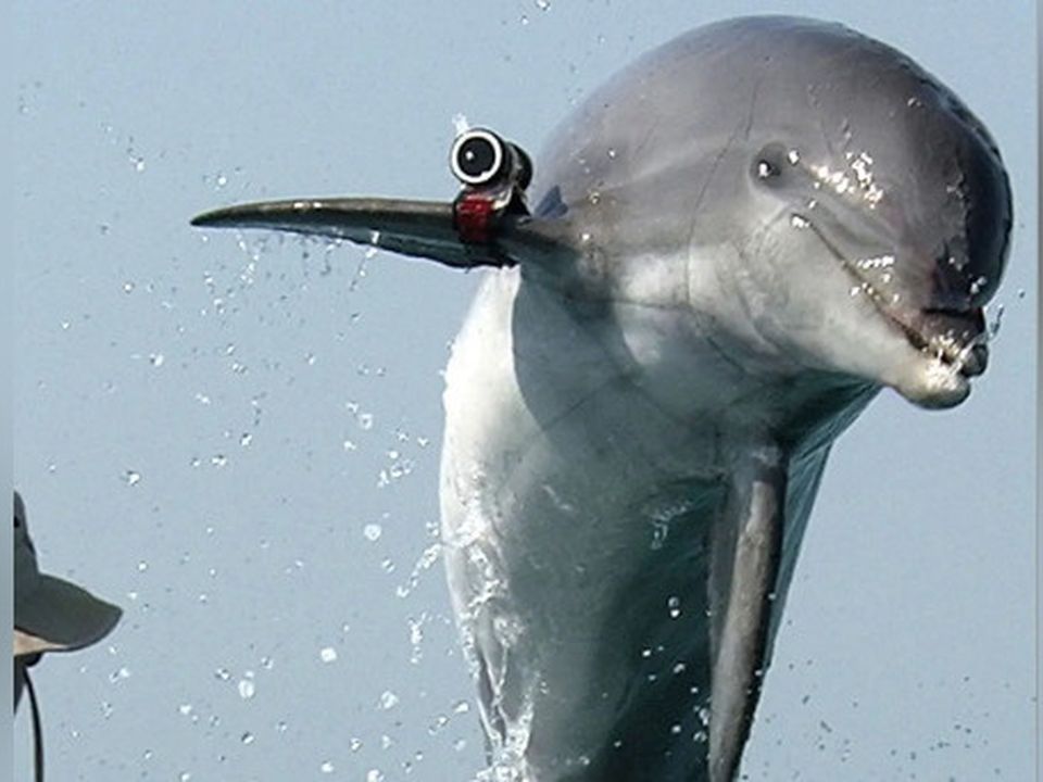 Commando dolphin (Getty)