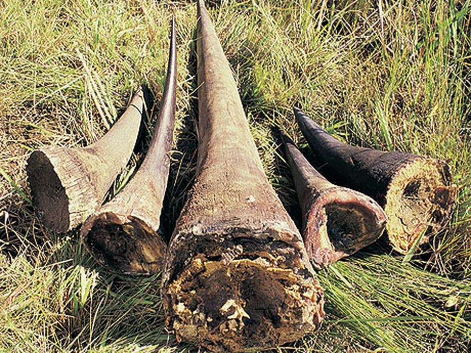 Confiscated rhino horn