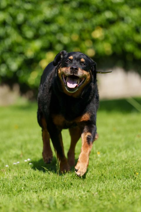 Beau, the seven-year-old Rottweiler who was left abandoned last Christmas. Photograph: ©Fran Veale