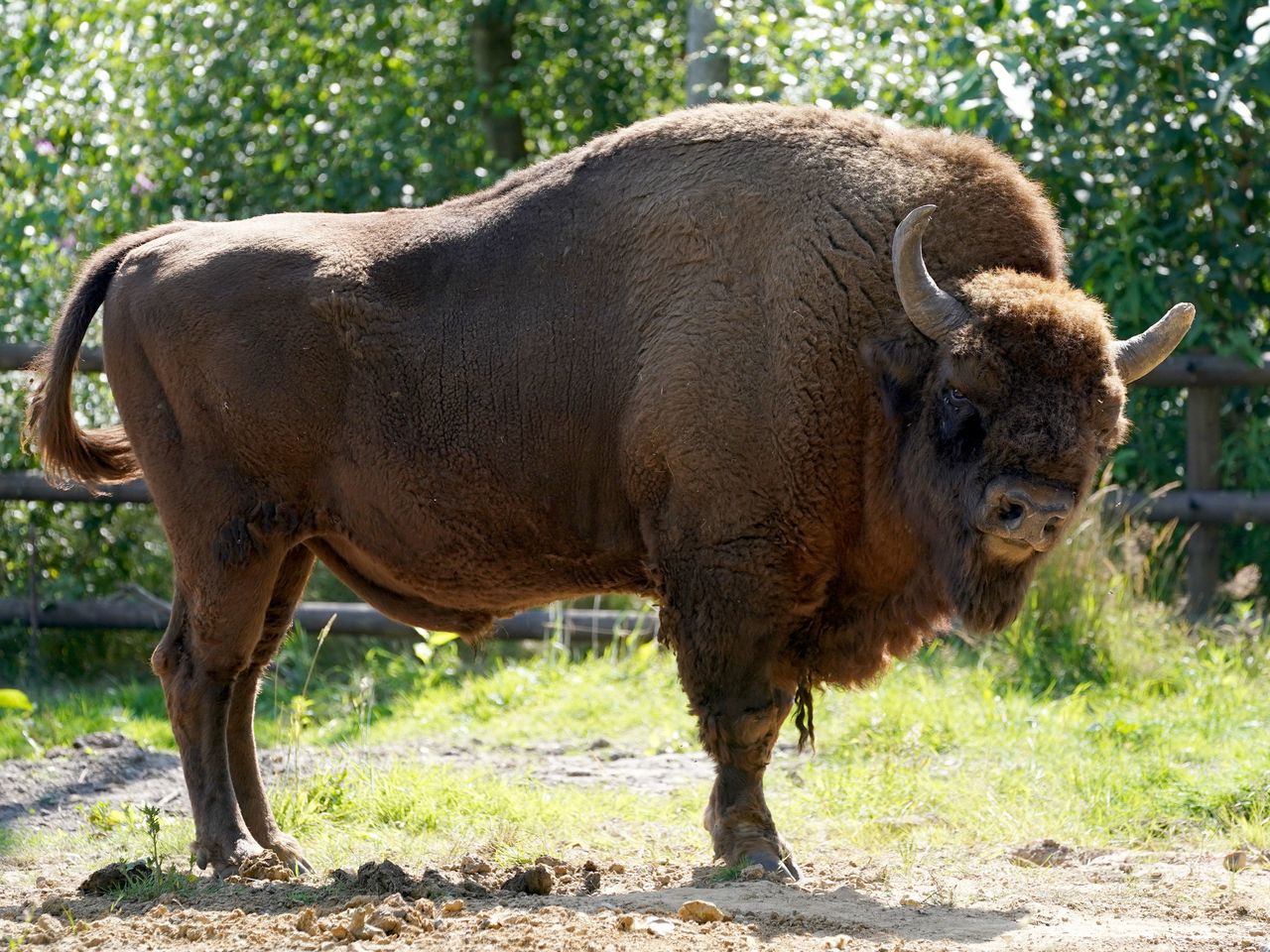 Tayto Park visitors hid in gift shop after bison broke out of enclosure -  SundayWorld.com