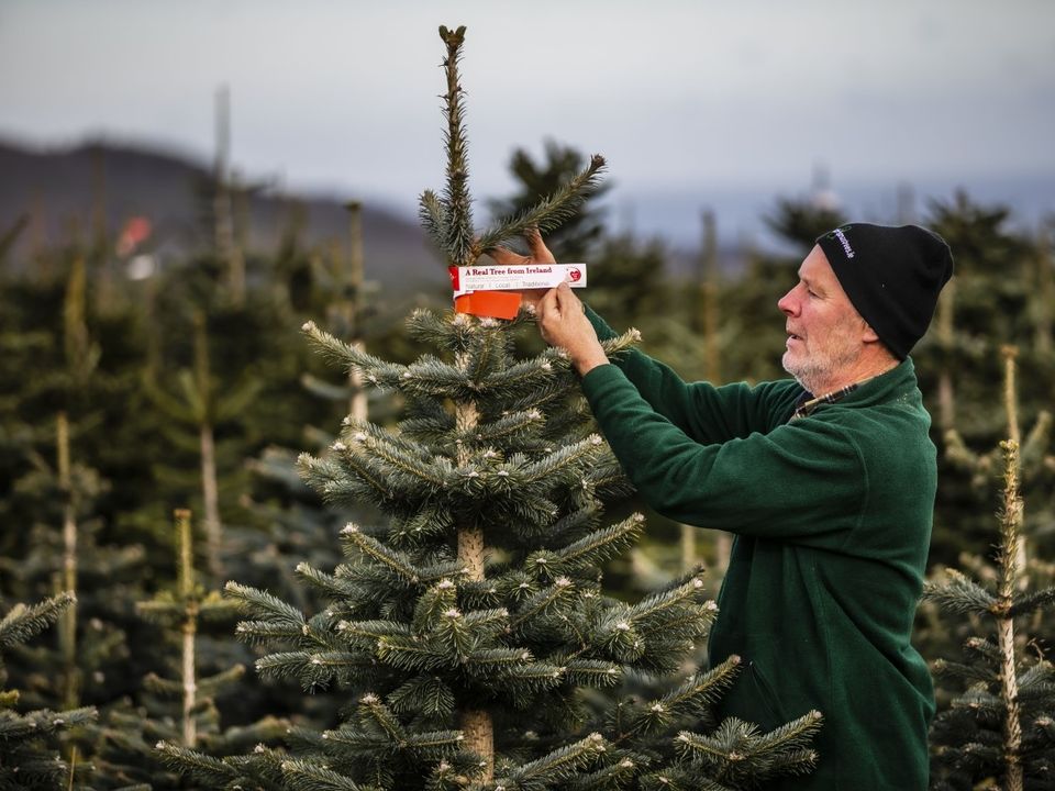 Christmas tree farmer, Christy Kavanagh, at his farm in Newtownmountkennedy, Co Wicklow