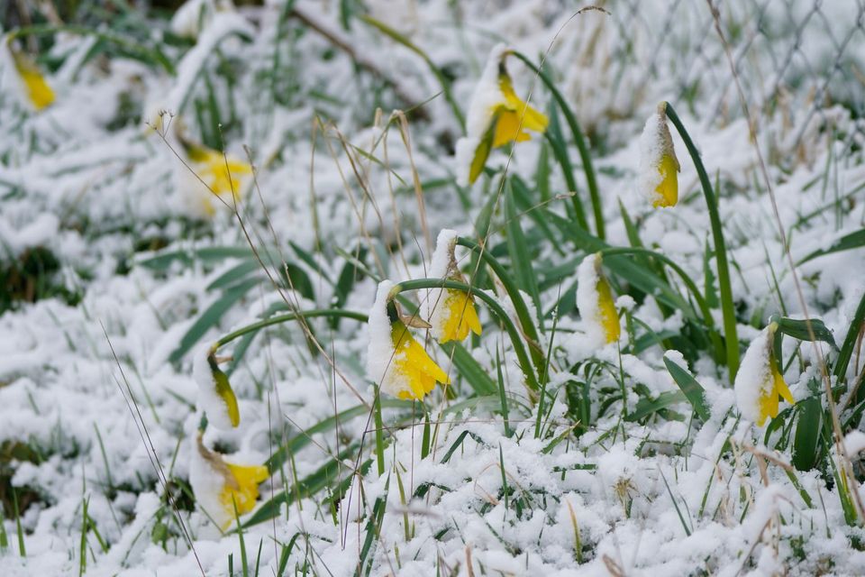 Flowers dusted with snow in Bilboa, Co Carlow. PA