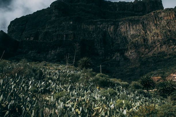 Cactus (embarcadero) en Tenerife en la costa africana