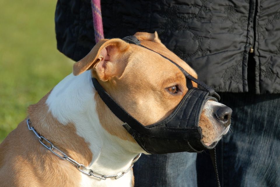 A Staffordshire bull terrier. Stock image