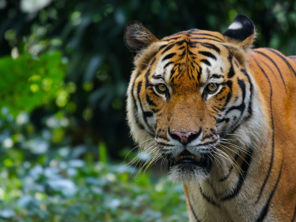 Tiger traps have been set up in the remote jungles of northeast Kelantan state. Photo: Getty