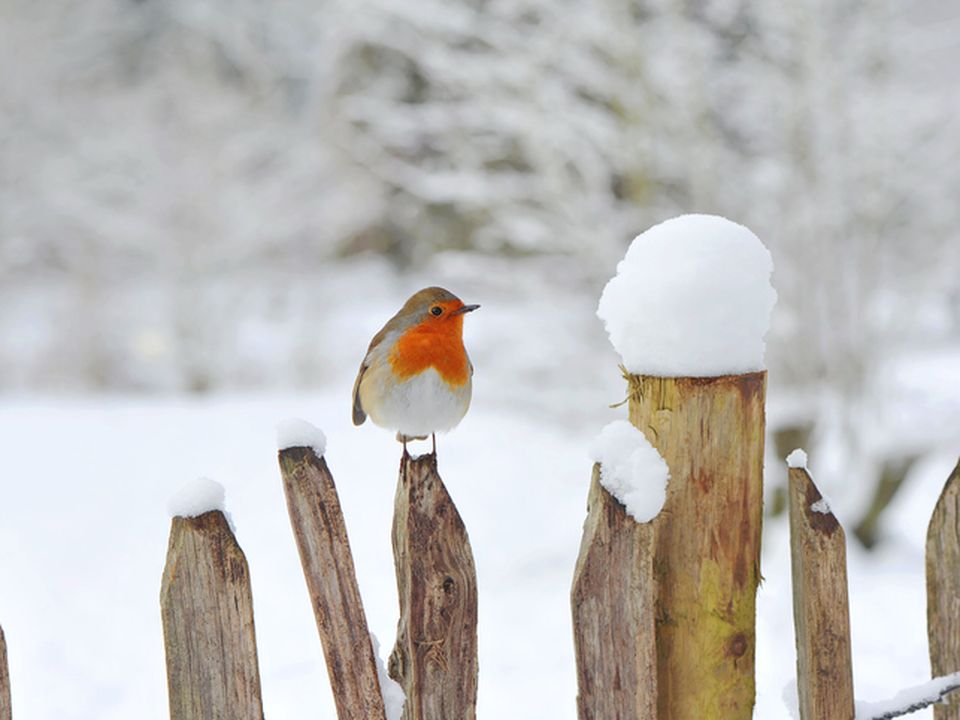 Snow has been forecast. Photo: Getty