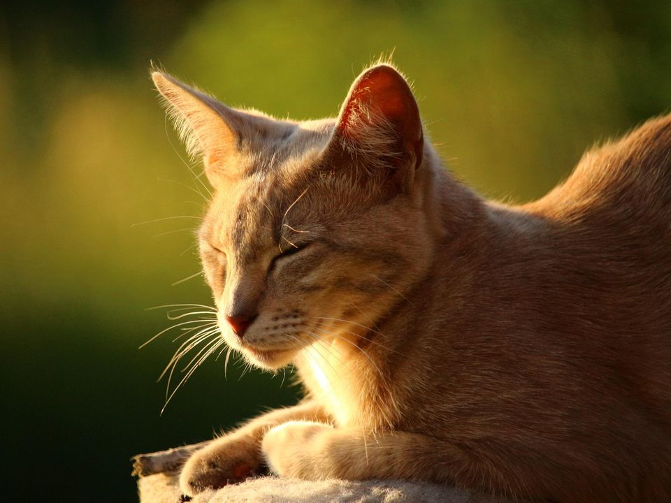 Cats can be 'mini super predators' with implications for conservation says report