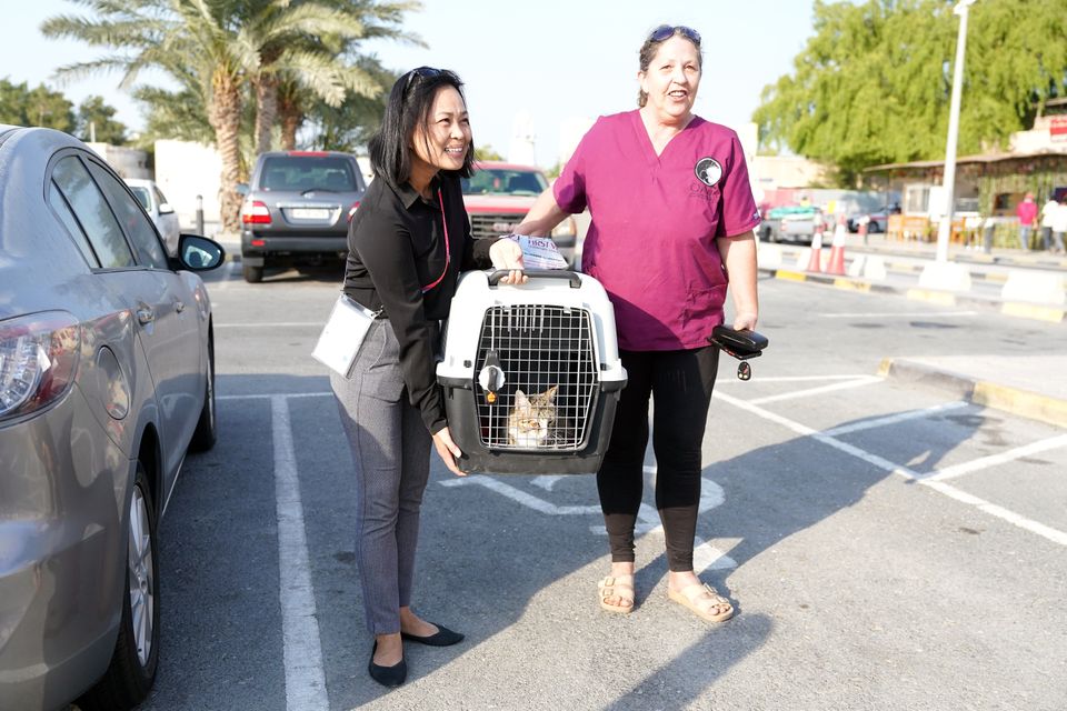 Dave the cat before leaving Al Wakrah on his way to England, UK to be rehoused. Dave the cat spent time around the England players and was adopted as their mascot during their Fifa World Cup 2022 campaign. Picture date: Sunday December 11, 2022.