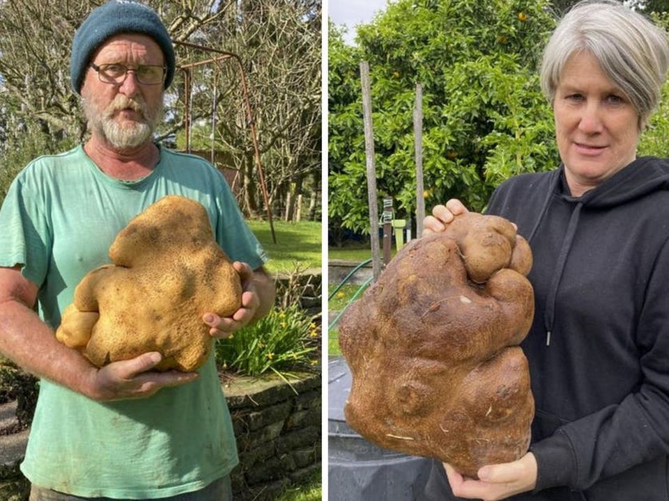 Colin and Donna Craig-Brown holding a large potato dug from their garden at their home near Hamilton, New Zealand. Picture: Colin Craigh-Brown via AP