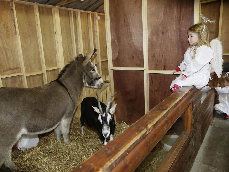 The opening of the live animal crib at the Mansion House in 2018