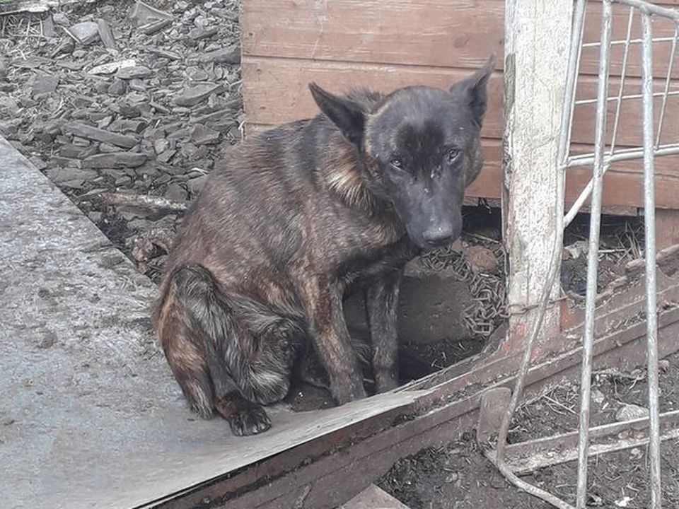 One of the dogs found in a terrible state at the property