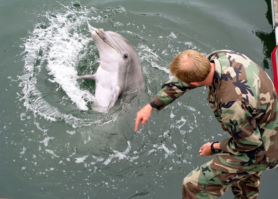 Military dolphin (Wikipedia)