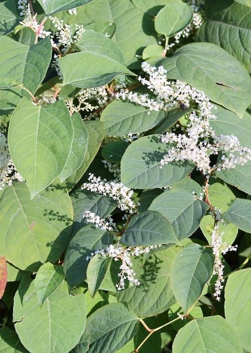 Japanese Knotweed is an invasive alien plant that should be reported to Wicklow County Council and should not be cut.