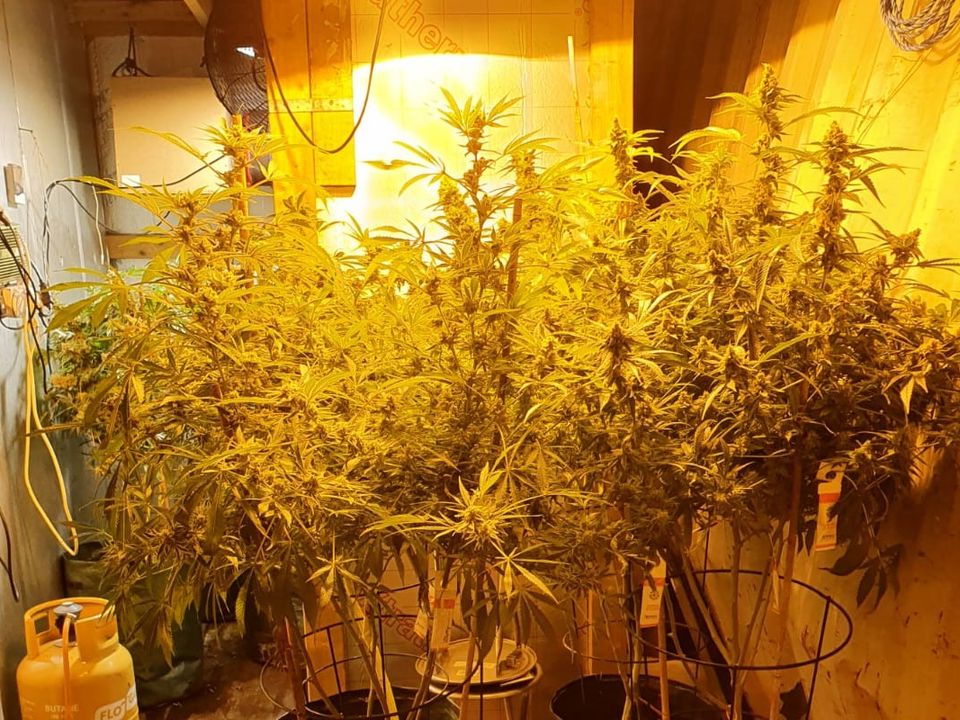 Cannabis plants seized in Co Galway.