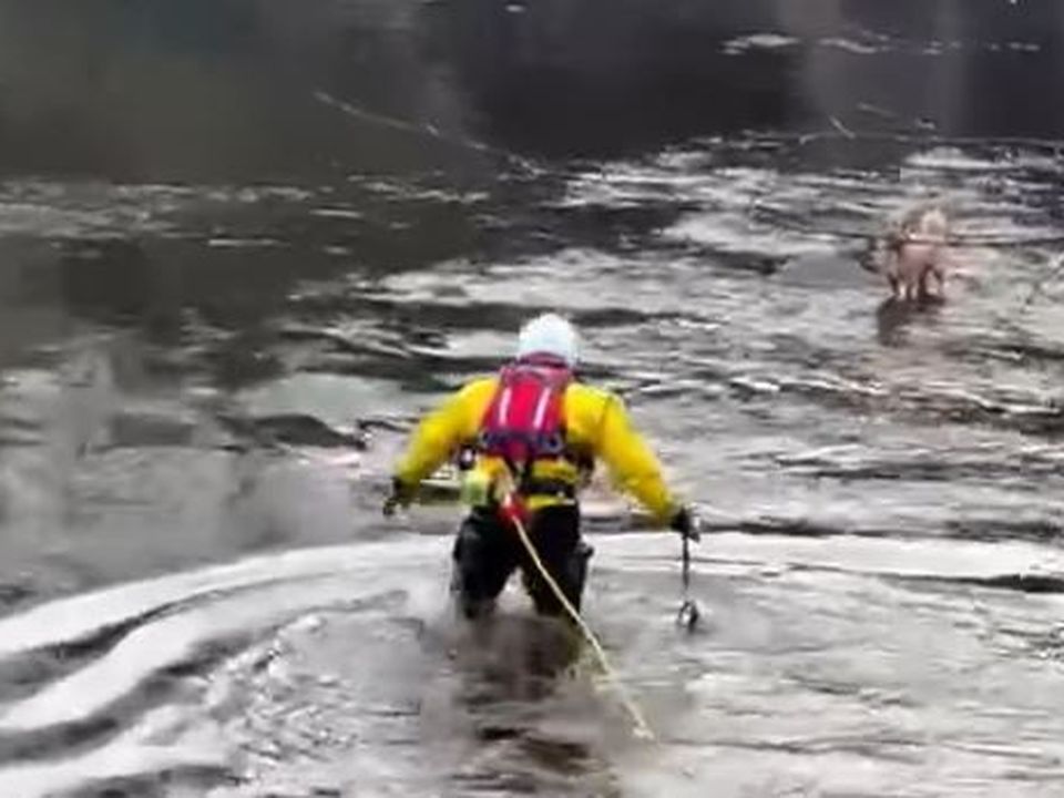 Dog rescued by Lough Swilly RNLI. Photo: The Drift Inn/Facebook