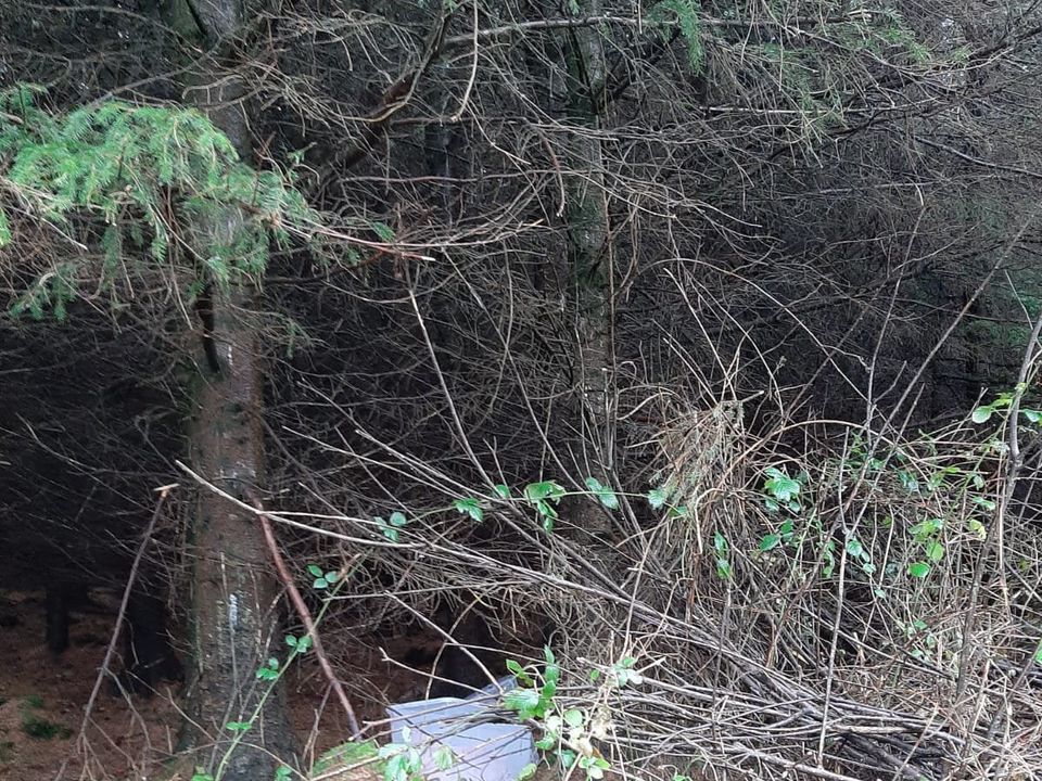 The container was hidden behind a tree beside the forest path.