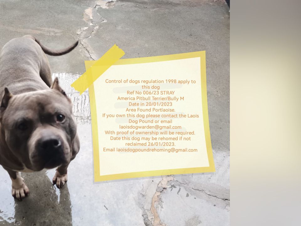 The American Bully was found roaming around Portlaoise train station last weekend. Photo: Laois Dog Pound