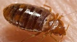Bed bug. Library photo