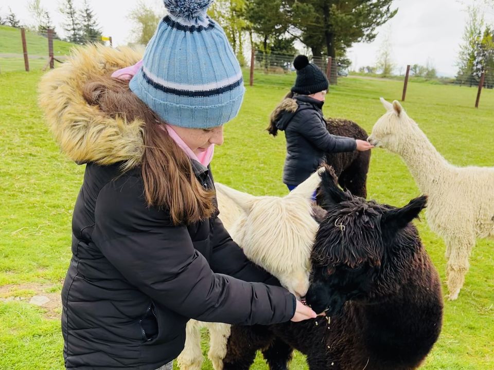 Alpaca your bags for a memorable stay in Kilkenny's Mountain View