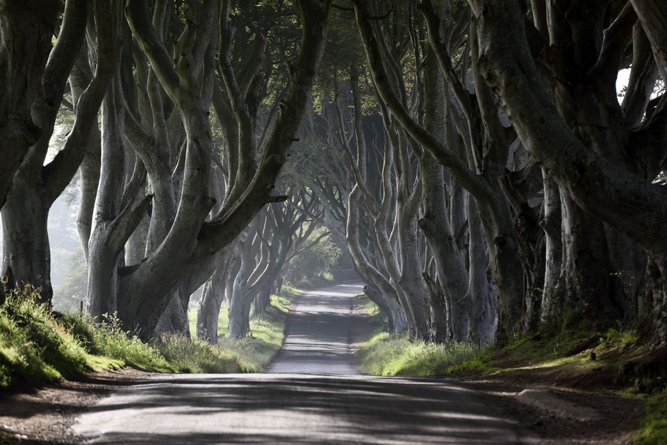 The Dark Hedges featured in HBO fantasy series Game of Thrones (Woodland Trust/PA)