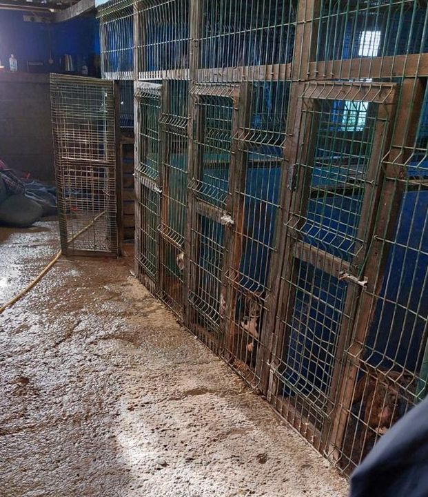 Fifteen dogs and three horses were rescued by the ISPCA.