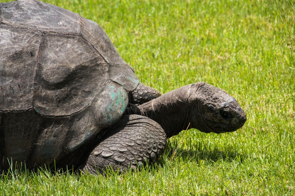 Aldabra giant tortoises are native to the Seychelles