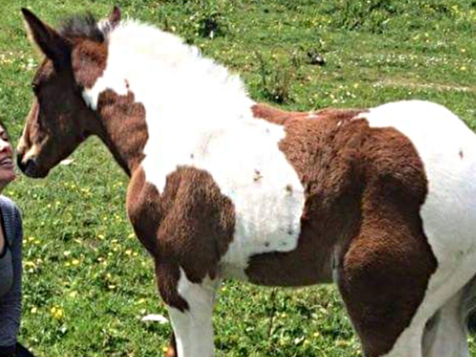 Caitriona changed her whole life when she found a foal tied up at the side of a road