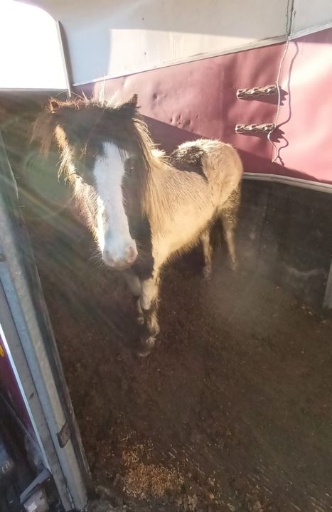 Fifteen dogs and three horses were rescued by the ISPCA.