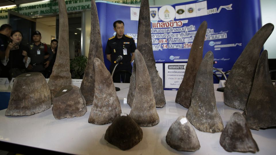 Seized rhino horns are displayed during a press conference at the customs office in Suvarnabhumi airport, Bangkok (Sakchai Lalit/AP)