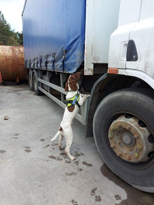 Revenue detector dog Enzo