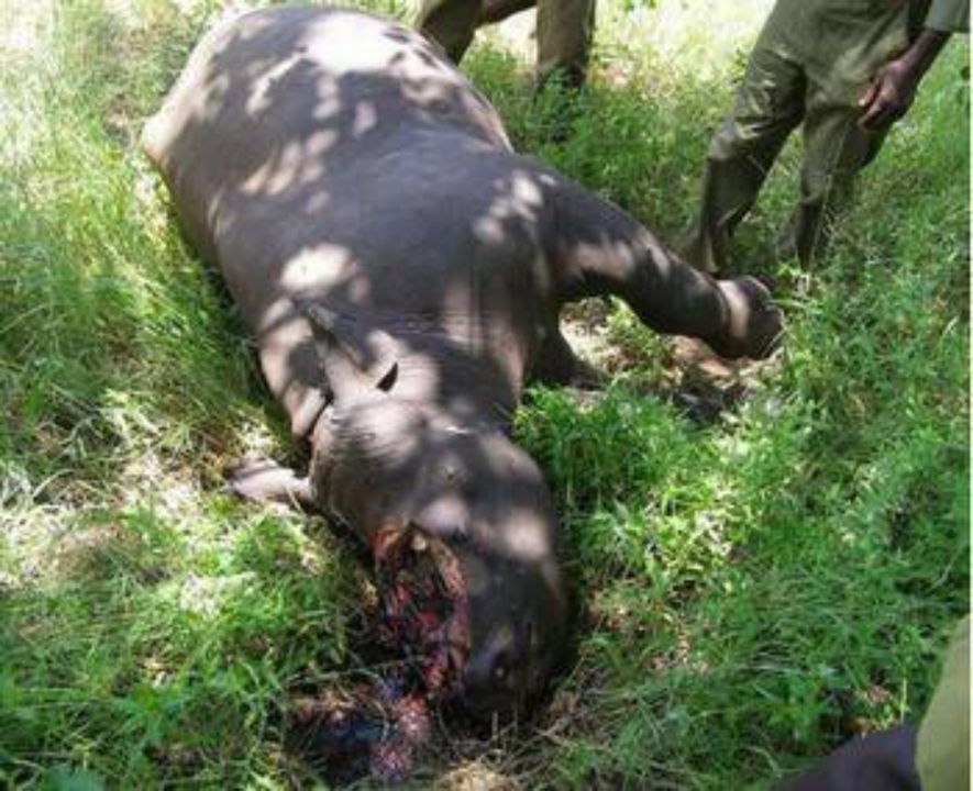 The remains of a rhino who has had his horn removed by poachers