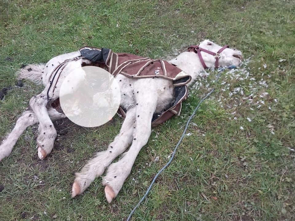 Photo: My Lovely Horse Rescue