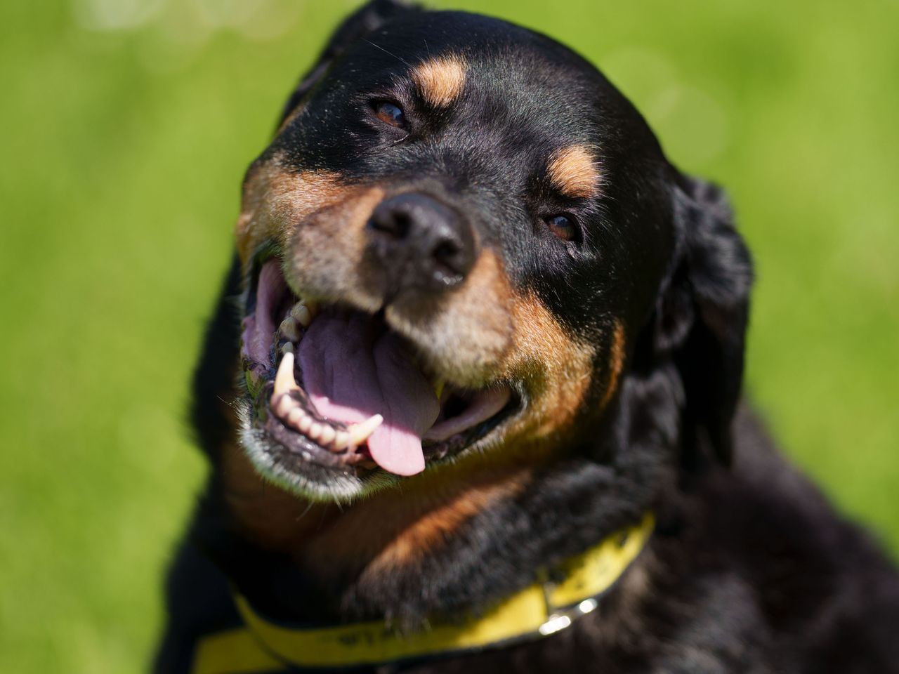 Rottweiler best sale rehoming centre