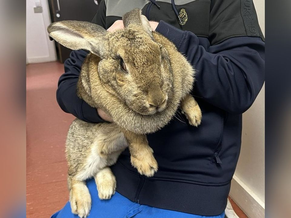 The giant Flemish rabbit, named Queen Maeve, was found abandoned in Dublin two weeks ago